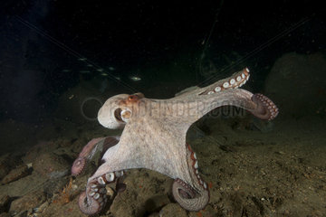 Common Octopus (Octopus vulgaris) moving between blocks of pink granite in Ploumanac'h  Brittany  France