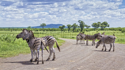 Plains zebra (Equus quagga burchellii) in Kruger National park  South Africa.