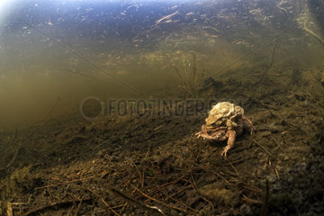 European toad (Bufo bufo) mating in a pond  Prairies du Fouzon  Loir-et-Cher  France