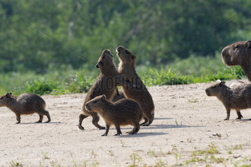 Capybara (Hydrochoerus hydrochaeris) young playing  Pantanal  Brazil