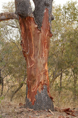 Debarking and marks of tusks on a tree trunk after passage of an African Elephant (Loxodonta africana)  Kruger  South Africa