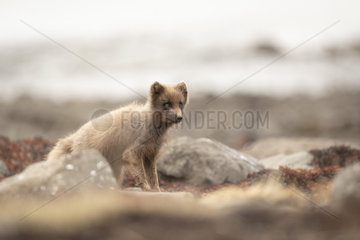 Arctic fox (Vulpes lagopus)  looking for food  Iceland