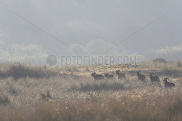 European mouflon (Ovis gmelini musimon) Introduced in Baie de Somme  Baie de Somme Nature Reserve  Picardie  France
