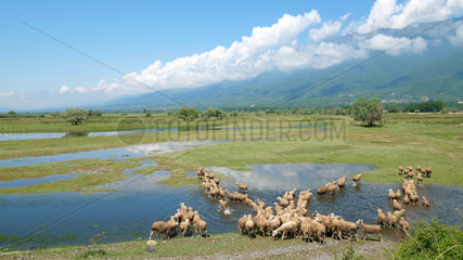 Sheep joining flooded meadows in spring  Lake Kerkini  Central Macedonia  Greece