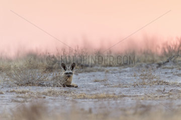 Cape fox (Vulpes chama) young against sunlight after sunset  Central Kalahari  Botswana