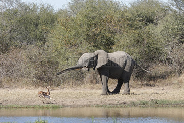 African elephant (Loxodonta africana) hunting an Impala (Aepyceros melampus) at a waterhole  Kruger  South Africa