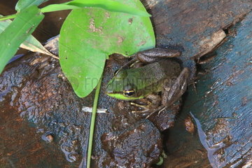Vaillant's frog (Lithobates vaillanti)  Tortuguero NP  Costa Rica
