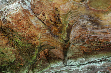 stoneware rock ceiling with alveolar erosion  Vosges du Nord Regional Nature Park  France