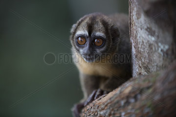Spix's night monkey (Aotus vociferans)  Pacaya Samiria NP  Amazonia  Peru