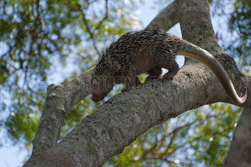 Coendou (Coendou prehensilis) on a branch  Pantanal  Brazil