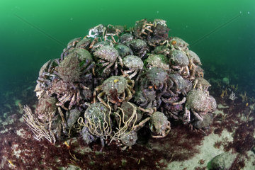 Gathering of Blue Spiny Spider Crab (Maja squinado) - 20 meters deep  off the island of Oleron  Atlantic Ocean  France
