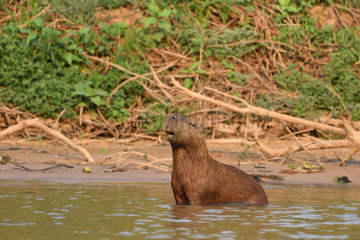 Capybara (Hydrochoerus hydrochaeris) calling  Pantanal  Brazil