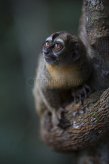 Spix's night monkey (Aotus vociferans)  Pacaya Samiria NP  Amazonia  Peru