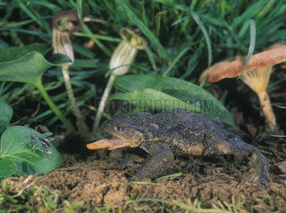 Common toad or European toad  Bufo bufo. Projecting the tongue to capture an insect (ground beetle). Portugal