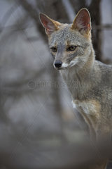 Sechuran fox (Lycalopex sechurae)  Chaparri Reserve  Andean Piemont  Peru