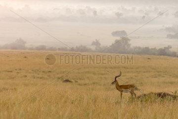 Impala (Aepyceros melampus)  male in the plains at dawn  Masai-Mara National Reserve  Kenya