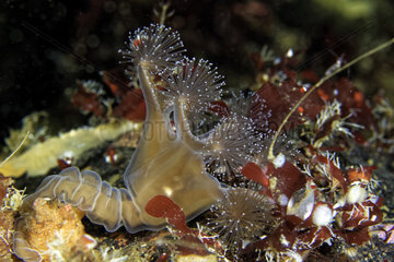 Horned stalked jellyfish (Lucernaria quadricornis)  White Sea  Nilmoguba  Republic of Karelia  Russia