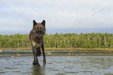 Wolf (Canis lupus) on mudflats  Great Bear Rainforest  British Columbia  Canada