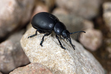 Bloody-nosed beetle (Timarcha tenebricosa) adult on the ground  Bollenberg  Orschwihr  Haut-Rhin  France