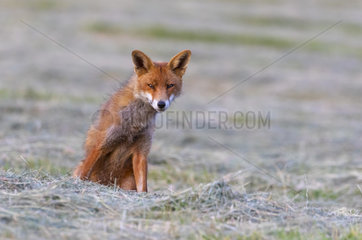 Red fox (Vulpes vulpes) sitting in a meadow  England