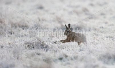 Brown Hare running in a frozen meadow in winter - GB