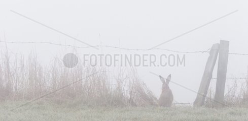 Brown Hare sitting under barbed wire in winter - GB