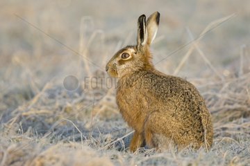 Brown Hare sitting in a frozen meadow in winter - GB