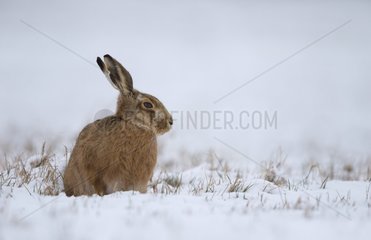 Brown Hare sitting in a frozen meadow in winter - GB