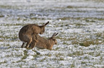 Brown Hares mating in a frozen meadow in winter - GB