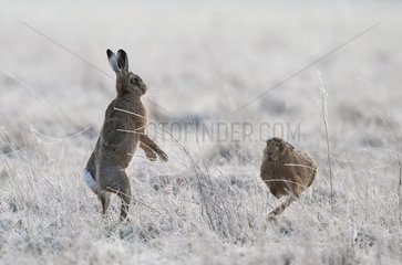 Brown Hares boxing in a frozen meadow in winter - GB