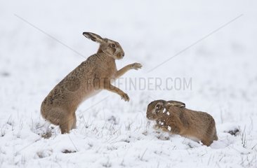 Brown Hares boxing in the snow in winter - GB