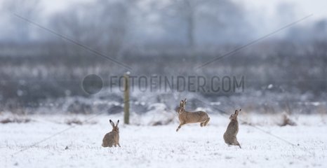 Brown Hares boxing in the snow in winter - GB
