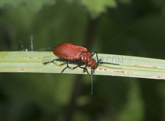 Red-headed cardinal beetle on a leaf