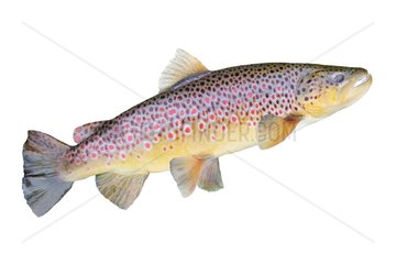 Brown trout on white background