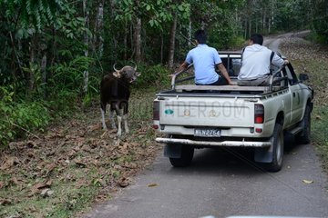 Banteng watching men in a car - Malaysia