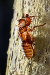 Cicada exuviae on a trunk - Malaysia