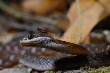 Insect on of Specklebelly keelback in forest - Malaysia