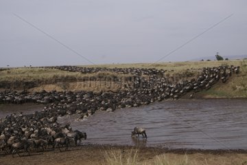 Wildebeest crossing the Mara river during migration Kenya