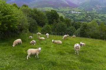 Sheep meadow in mountain - Asturias Spain