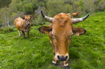 Cows in the meadow mountain - Asturias Spain