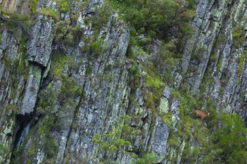 Cantabrian Chamois on cliff - Asturias Spain