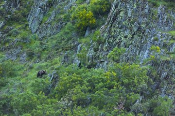 Brown Bear on cliff - Asturias Spain