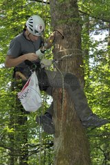 Naturalist monitoring chicks of middle spotted woodpecker