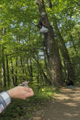 Naturalists monitoring chicks of middle spotted woodpecker
