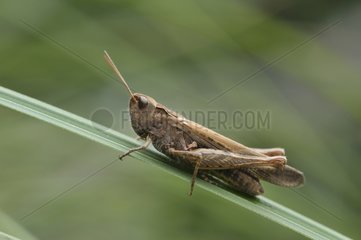 Female common field grasshopper on a leaf in Switzerland