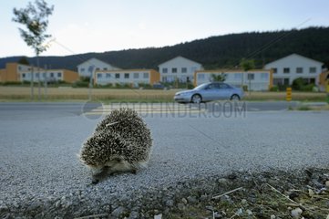 Western european hedgehog on the roadside Switzerland