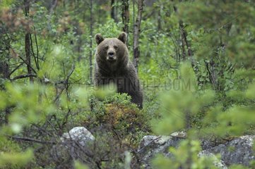 Female Brown bear bothered by human presence Norway