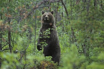 Female Brown bear bothered by human presence Norway