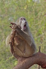 Chacma Baboon yawning on a tree South Africa