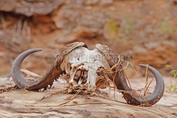 Skull of Cape buffalo in the bed of a dry river South Africa